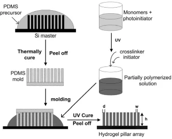 Figure 4.1 Schematic illustration of the fabrication process of hydrogel micropillar 
