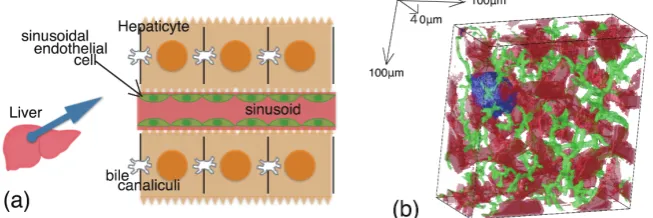 Figure 1. (a) A schematic structure of microstructures in the liver; (b) 3D fluorescence image reconstruction of the rat liver