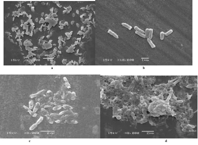 Figure 3. Scanning electron micrographs of MRSA strains, (a) Untreated MRSA, (b) treated with Southern Sidr Honey; (c) treated with vancomycin and (d) their combination