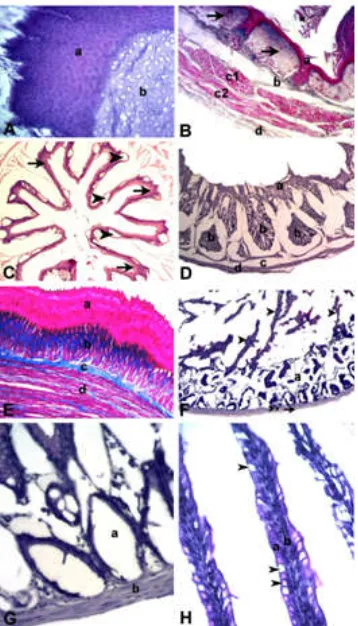 Fig. 2. Paroaria dominicana digestive tube.  (A) Tongue: a- keratinized stratified squamous epithelium; b- hyaline cartilage with chondrocytes