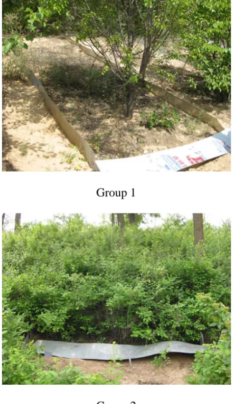 Fig. 2. Pictures of runoff plot in the three groupsFig. 2. Pictures of runoff plot in the three groups