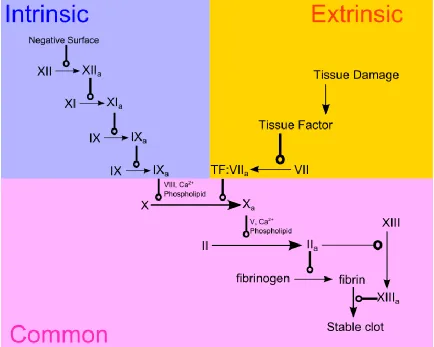 Figure 1-1: Schematic of simplified cascades in the blood coagulation cascade 