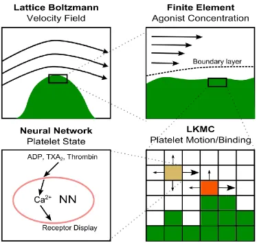 Figure 3-1: Multiscale picture of computational modules (Lattice Boltzmann for flow field, Finite Element for agonist concentration, Neural Network for calcium prediction, Lattice Kinetic Monte Carlo for platelet motion)  