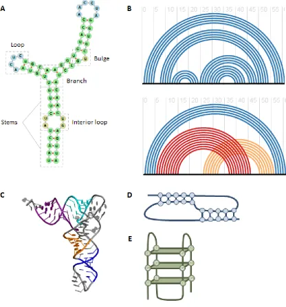 Figure 1-1. RNA structure.  