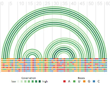 Figure 1-2. Covariation in a multiple alignment of RNA sequences.  