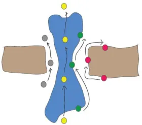 Figure 1.3 Routes of plasmodesmata transport. Models for molecular trafficking between cells include (from left to right) movement through the cytoplasmic sleeve, transport through the desmotubule lumen or membrane, and lateral diffusion along the plasma m