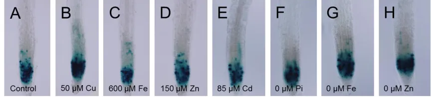 Figure 2.2 Cell division after 24 hours of stress is unaffected. GUS staining of cycb1;1:GUS line, marking actively dividing cells, after 24 hours of (A) control conditions, (B), 50 µM Cu, (C) 600 µM Fe, (D) 150 µM Zn, (E) 85 µM Cd, (F) 0 µM Pi, (G) 0 µM F