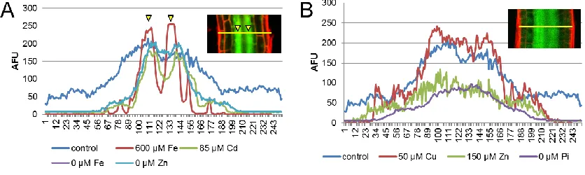 Figure 2.4 Fluorescent profile of GFP across the root transition zone. Arbitrary fluorescence units (AFU) of GFP in a line across the transition zone of a 6 day old root 24 h after growth on media (A) that decreases the QC to stele ratio of GFP fluorescenc