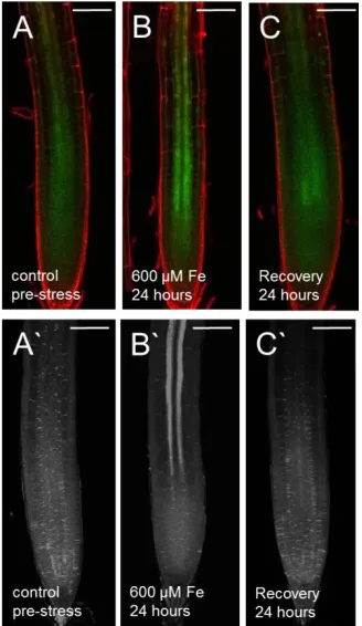 Figure 2.5 Restriction of GFP movement in response to high iron is reversible and correlates with the presence of callose in the phloem