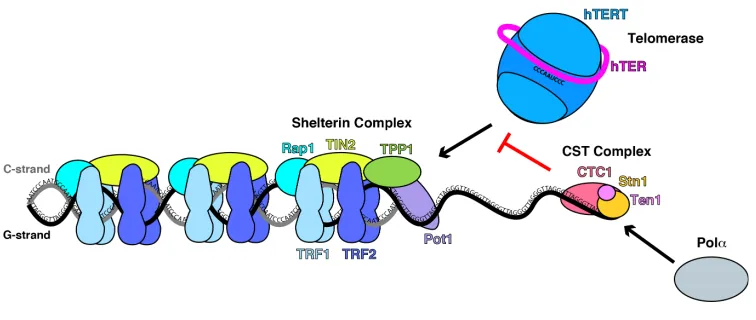 Figure 1.1 The shelterin and CST complexes cooperate to maintain telomere length. 