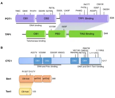 Figure 1.2 Primary structures of the human POT1-TPP1 and CST complexes.  