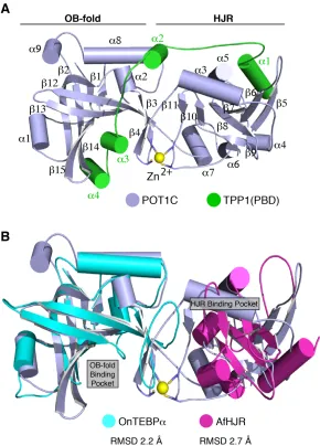 Figure 2.1 Structure of the human POT1-TPP1 complex. 