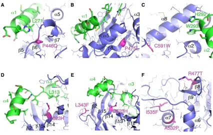 Figure 2.2 Interactions between POT1C and TPP1l; POT1C mutations are highlighted.  