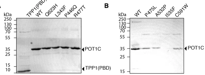 Figure 2.3 Expression and purification of POT1C mutants. 
