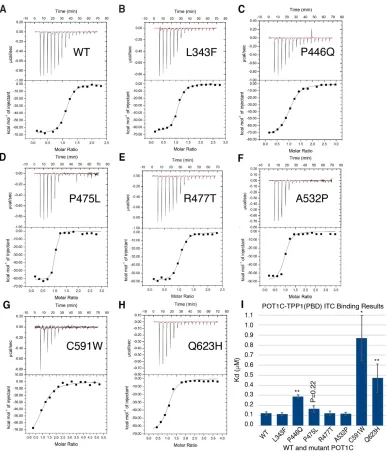 Figure 2.4 ITC binding data for the POT1C and TPP1(PBD) proteins. 