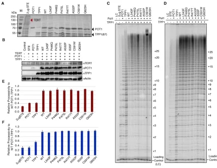 Figure 2.5 Direct telomerase activity assays 