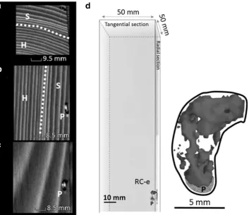 Fig. 4 CT images of a royalchamber in Spruce C timber:a A 2D image of a cross section;b A 2D image of a radialsection; c A 2D image of atangential section; d A 3Dimage of the royal chamber