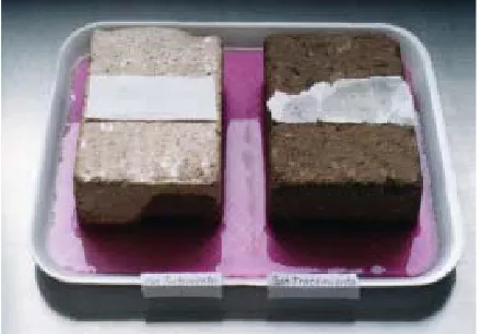 Figure 5. Bricks with and without treatment, absorbing colored solution. 