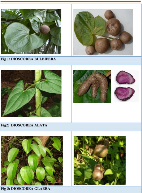 Fig 1: DIOSCOREA BULBIFERA