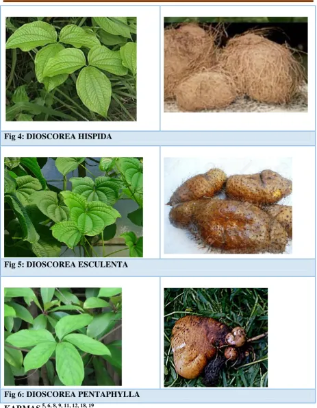 Fig 4: DIOSCOREA HISPIDA