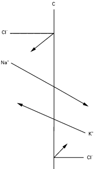 Figure 1 Donnan potential forces K� ions to higher concen-tration.