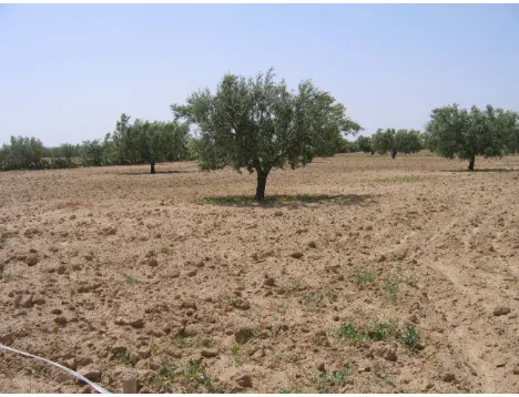 Table 2. Gravimetric volumetric soil moisture measurements (%) over test ﬁelds.