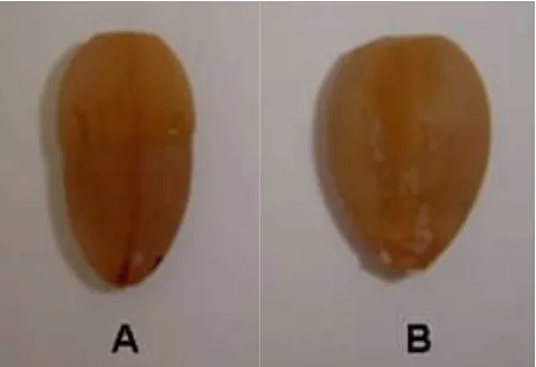Figure 1. Canafistula seeds (Cassia grandisL.f.) after the preconditioning: imbibition in paper (A) and imbibiCanafistula seeds (Cassia grandisL.f.) after the pre-conditioning: imbibition in paper (A) and imbibition with immersion (B)immersion (B) 
