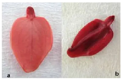 Figure 2. Embryo of canafistula seeds (Cassia grandisL.f) treated with solution of tetrazolium showing the viable tissues witFigure 2