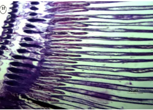 Fig. 2a. Photomicrograph showing normal architecture of liver tissue in Oreochromis mossambicus 