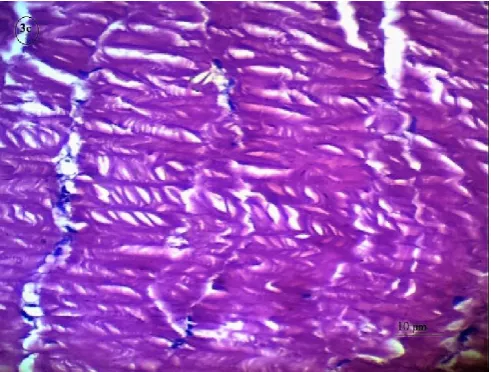Fig. 3a. Photomicrograph showing normal architecture of 