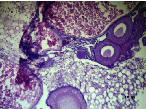 Fig. 4c. Photomicrograph showing highly reduced (RO) and 