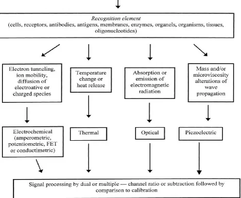 Fig. 4. Bio-component and transducersFig. 4. Bio-component and transducersFig. 4. Bio-component and transducers