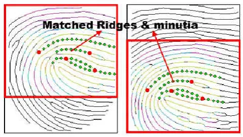 Figure 2. Matches Ridges Points and Minutia (Wang et al., 2015)  