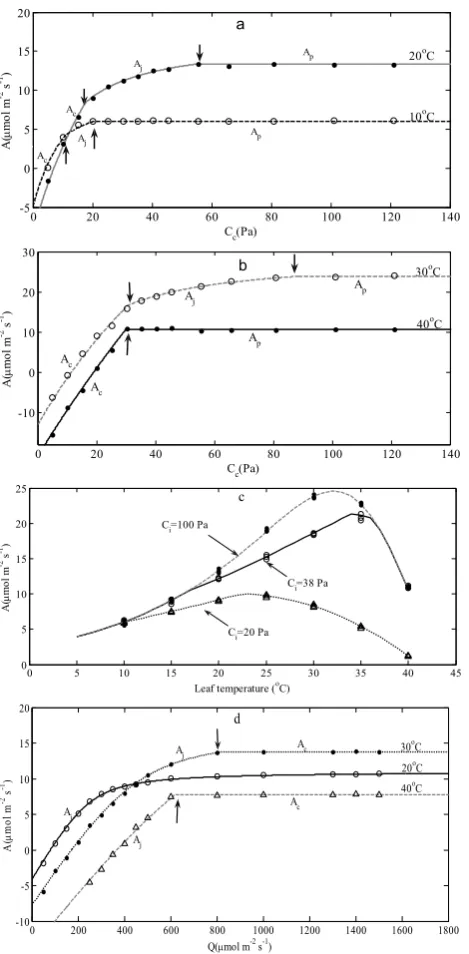 Fig. 5. Prediction of net photosynthesis ( A ). Lines represent the FvCB model Fig. 5