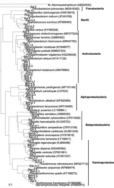 Figure S1. Phylogenetic relationship of 60 selected endophytic bacterial strains from Nepalese sweet po-cum (AB020530) served as an outgroup