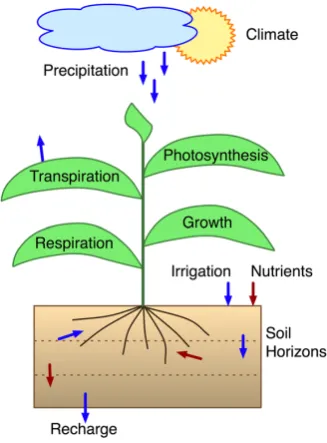 Fig. 1. Plants produce carbohydrates from carbon dioxide, water,and light energy. They grow and develop at rates that are nonlin-early dependent on resources and temperature
