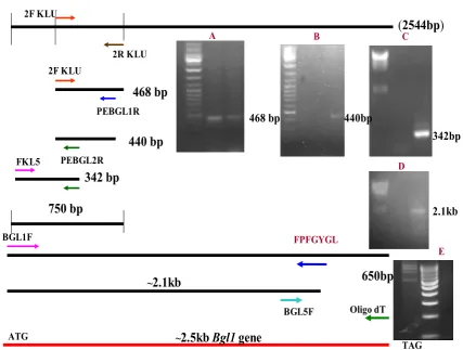 Fig.1. Amplification of Bgl1 gene from P. etchellsii genomic DNA using PCR. Figure shows various primers used for Step down PCR and 3’RACE as described in text to get PCR products which on sequencing provide complete Bgl1 gene sequence  