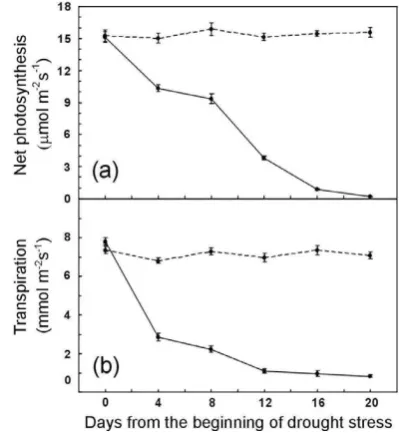Fig. 3.Trends of net photosynthesis (a) and transpiration (b)in drought-stressed (continuous lines) and irrigated (dashed lines)during a drought stress period