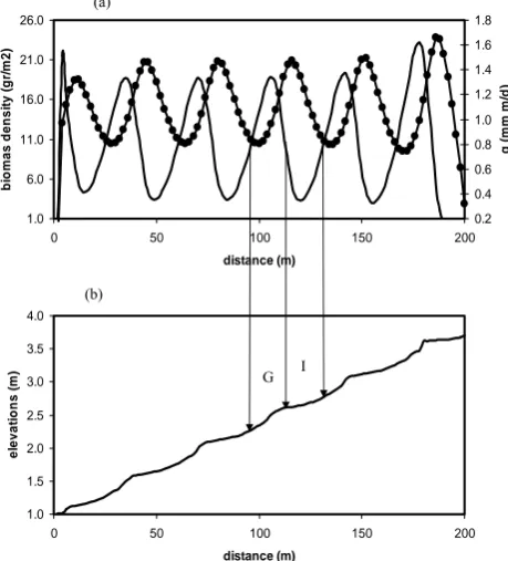 Figure 4: Longitudinal profile of a banded vegetation pattern, the x axis shows distance from the bottom of the hillslope, (a) simulated distribution of biomass density (solid line) and runoff (dots), (b) simulated elevations after 500 years