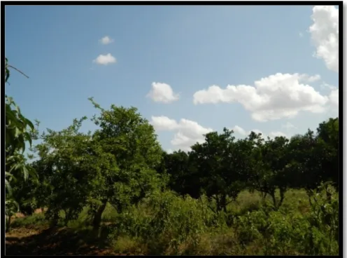 Figure 5. Farm with Mangifera indica trees (source photo by Dickson, 2014). 