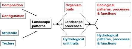 Fig. 1. A common landscape ecological framework (top half afterWiens, 2002a) and its analogous application to catchment hydrol-ogy.