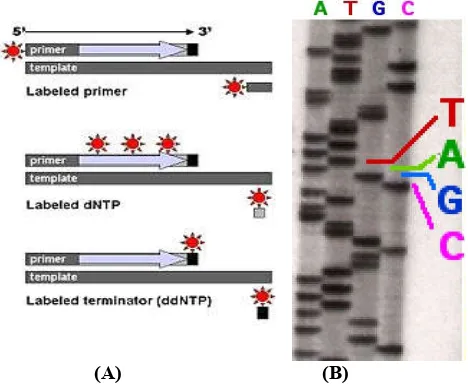 Fig. 1 (A). Labeled DNA fragment, (B). Part of a radioactively labeled sequencing gel (Smith et al., 1985; http://en.wikipedia