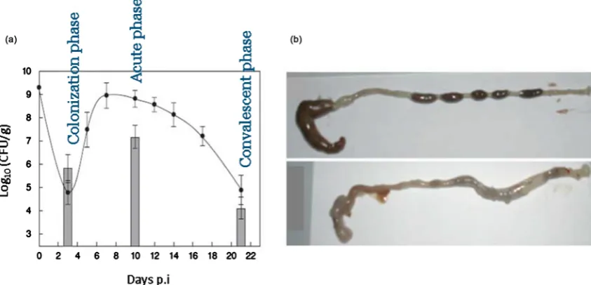 Figure 4. Infection kinetics in C57BL/6 mice infected with C. rodentium. (a) C. rodentium bacterial burden at three distinct phases of infection: A colonization phase which persists from day 3 to day 5 after infection, an acute 