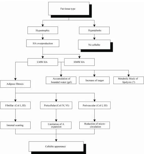 Figure 1. The pathophysiology of cellulite. Abbreviations: LMW HA—low molecular weight HA; HMW HA—high molecular weight HA; A—adipocyte