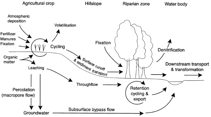 Fig. 1. Sources and transport pathways of diffuse N pollution in agricutlural catchments (adapted from Prior, 1998)
