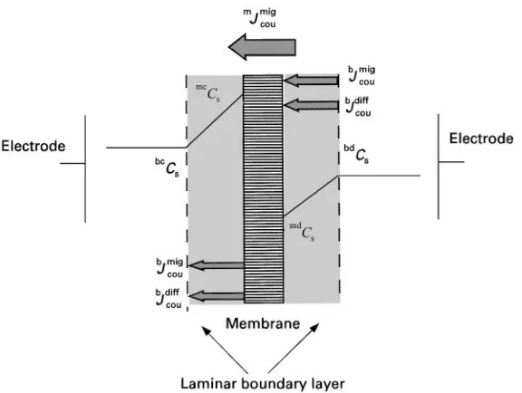Figure 3Schematic drawing illustrating concentration profiles of a salt in the boundary layer on both sides of an ion exchangemembrane and the fluxes of cations and anions in the boundary layer and the membrane surface