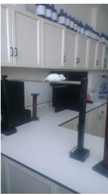 Table 1. Effect of grapefruit Extract on Rats  