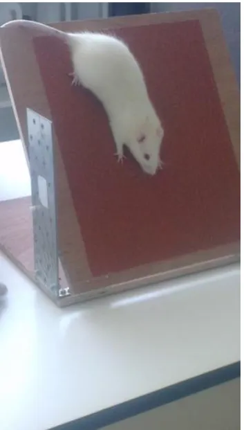 Fig. 2. String test assessing grip strength in rats  