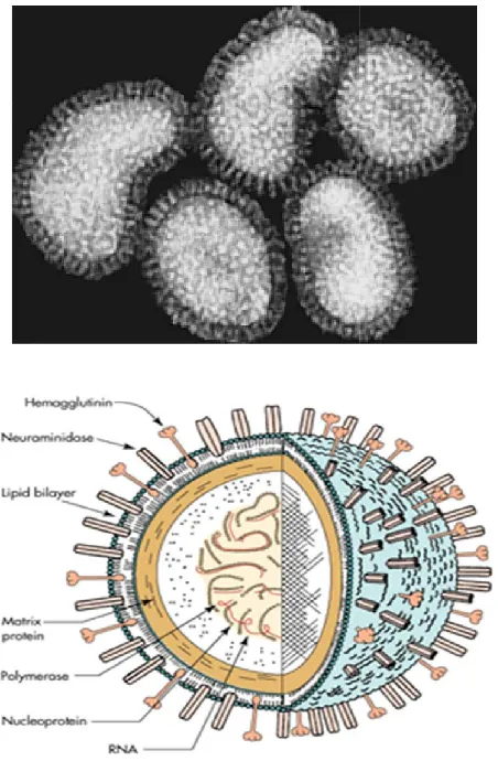 Fig. 1. Electron microscope image of the H1N1 influenza virusElectron microscope image of the H1N1 influenza virus 
