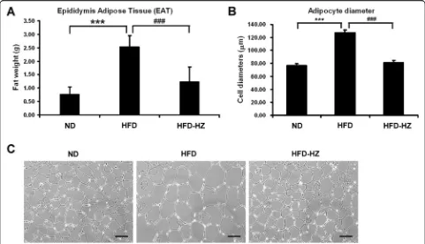 Fig. 4 The effect of HZ extract treatment on epididymis adipose tissue (EAT) in C57BL/6 J mice fed an HFD.per group)